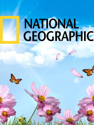 Телеканал national geographic